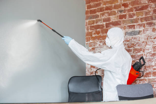 Best Emergency Mold Remediation  in Everett, MA