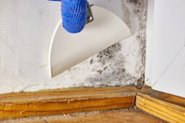 Reliable Everett, MA Mold Removal Solutions